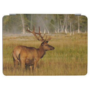 Rocky Mountain Elk   Yellowstone National Park iPad Air Cover