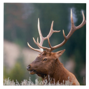Rocky Mountain Elk Yellowstone National Park Tile