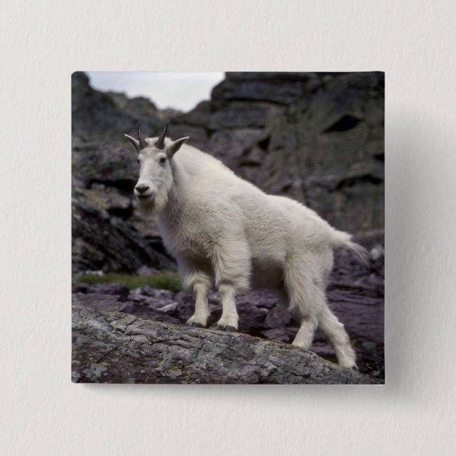 Rocky mountain goat 2 inch square button (Front)
