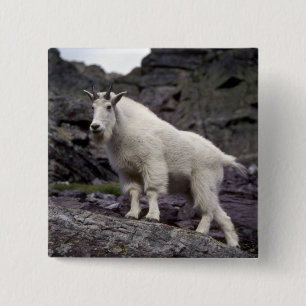 Rocky mountain goat 2 inch square button