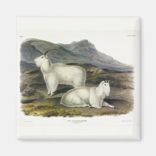 Rocky Mountain Goat (Capra Americana by Audubon Magnet