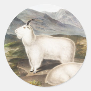 Rocky Mountain Goat (Capra Americana) Illustration Classic Round Sticker