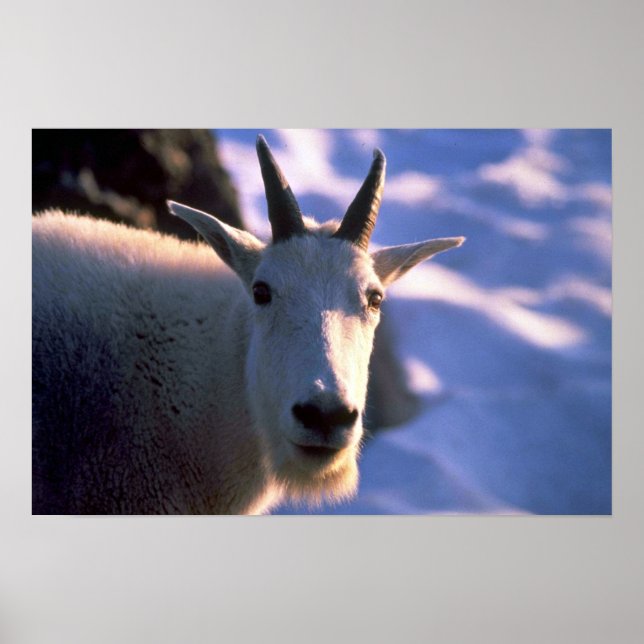 Rocky Mountain Goat Head Poster (Front)