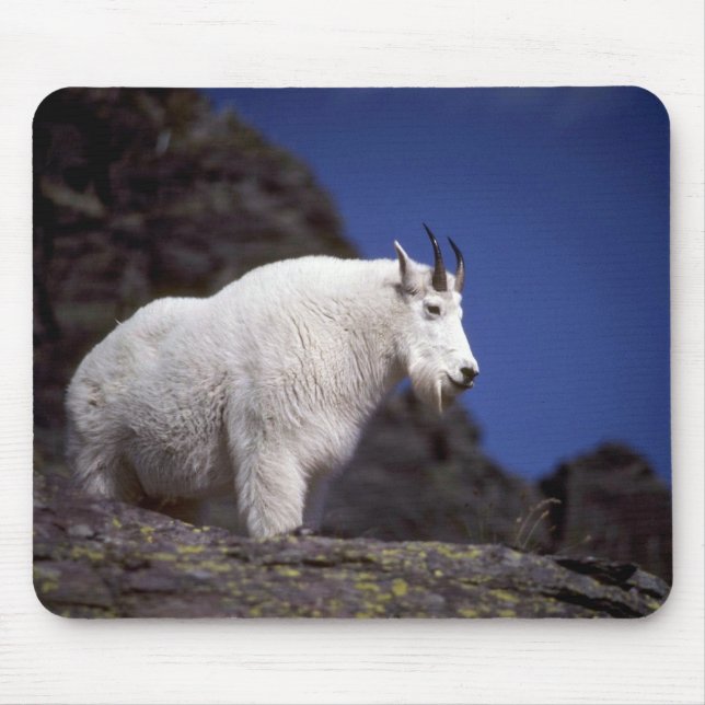 Rocky mountain goat (Large male) Mouse Pad (Front)