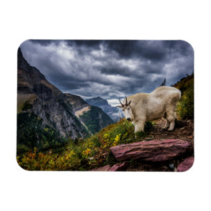 Rocky Mountain Goat Magnet
