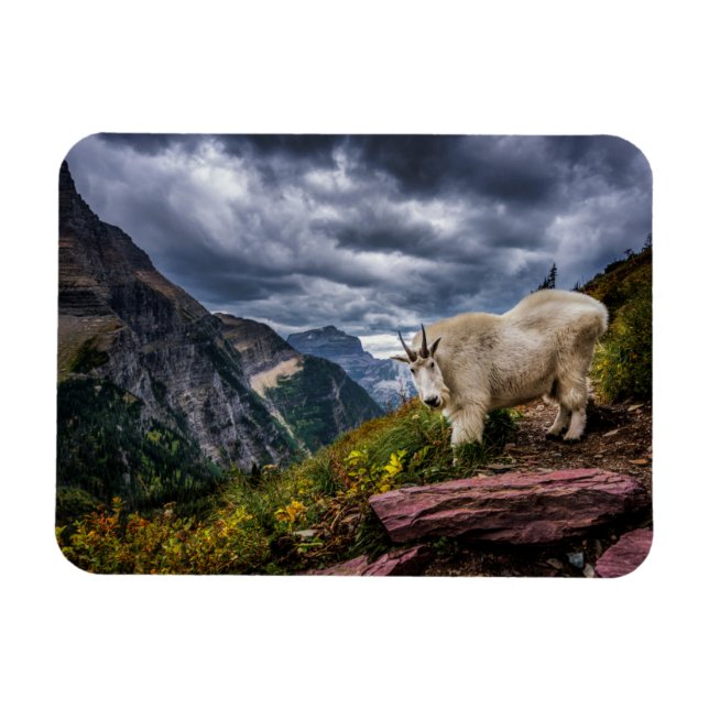 Rocky Mountain Goat Magnet (Horizontal)