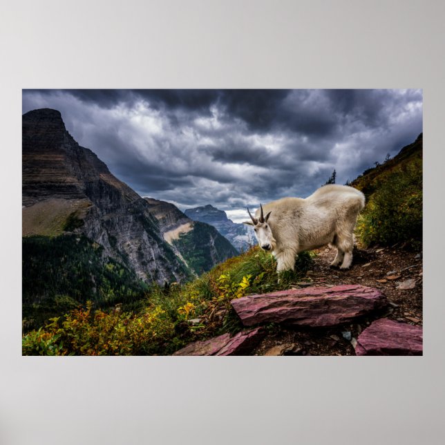 Rocky Mountain Goat Poster (Front)