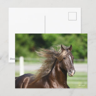 Rocky Mountain Horse Stallion Headshot Postcard