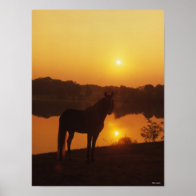 Rocky Mountain Horse Standing in Sunset Poster (Front)