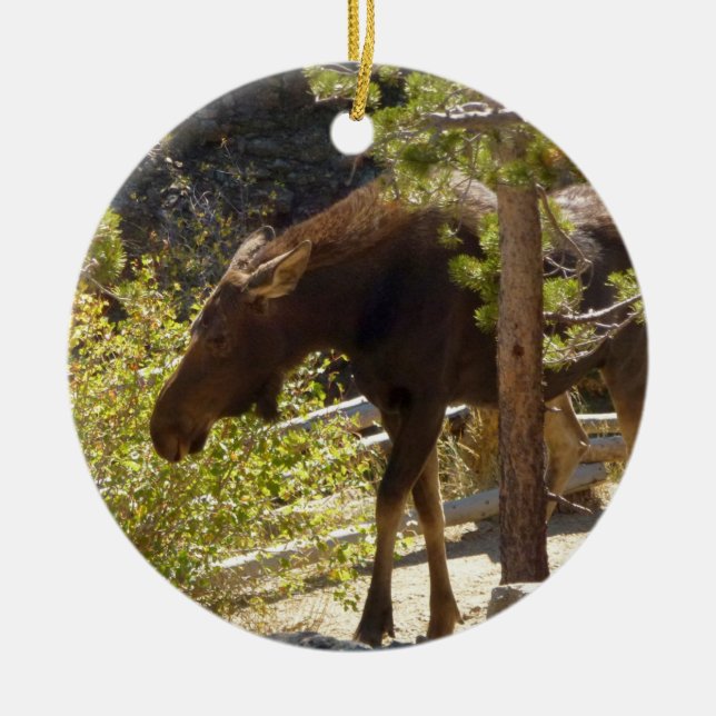 Rocky Mountain Moose Nature Photography Ceramic Ornament (Front)