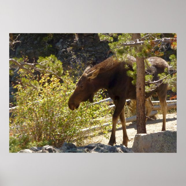 Rocky Mountain Moose Nature Photography Poster (Front)