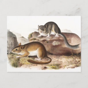 Rocky Mountain Neotoma Mouse (Neotoma Drummondii) Postcard