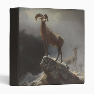 Rocky Mountain Sheep or Big Horn, Ovis, Montana, c Binder