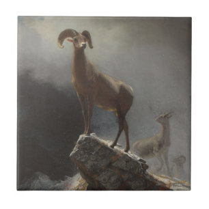 Rocky Mountain Sheep or Big Horn, Ovis, Montana, c Tile