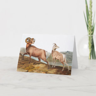 Rocky Mountain Sheep (Ovis montana) Illustration Card