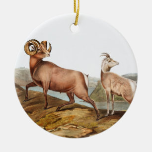 Rocky Mountain Sheep (Ovis montana) Illustration Ceramic Ornament
