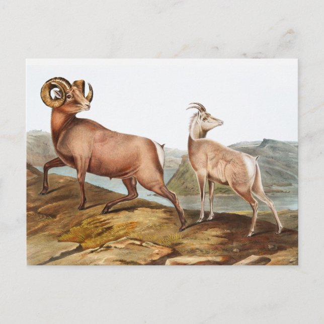 Rocky Mountain Sheep (Ovis montana) Illustration Postcard (Front)