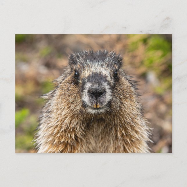 Rocky Mountains Murmeltier  Postkarte Postcard (Front)
