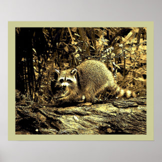 ROCKY RACCOON SITTING ON A TREE POSTER