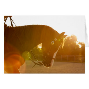 Rocky reining in sunbeams