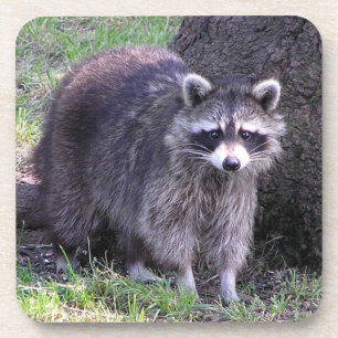 Rocky the Raccoon Coaster
