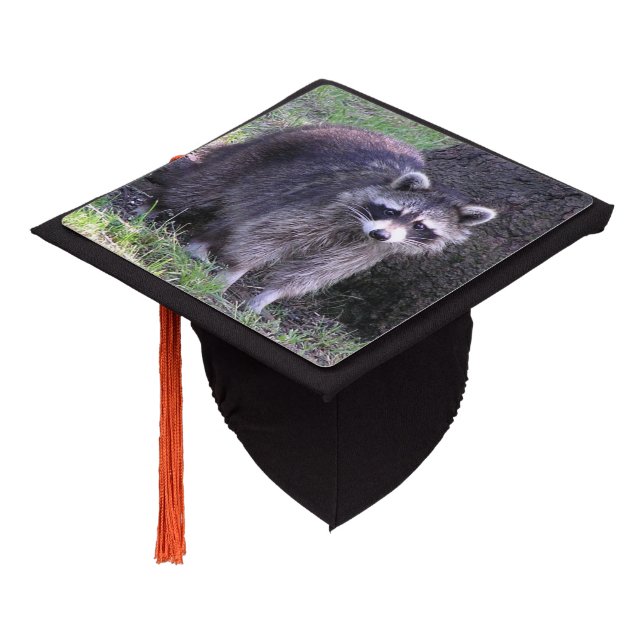 Rocky the Raccoon Graduation Cap Topper (Angled)