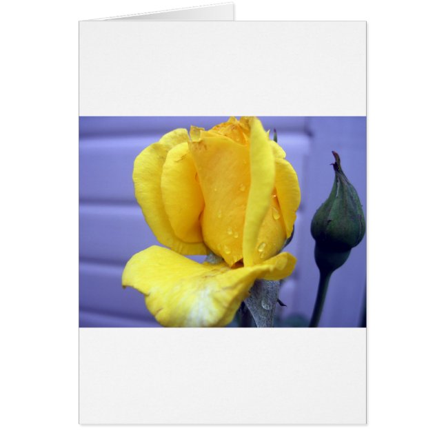 Rodebud jaune (Devant)