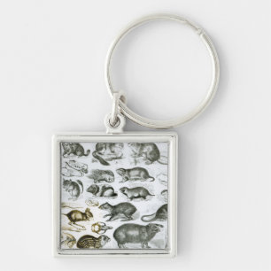 Rodentia-Rodents or Gnawing Animals Keychain