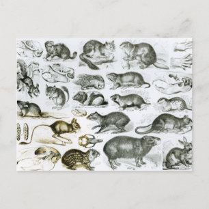 Rodentia-Rodents or Gnawing Animals Postcard