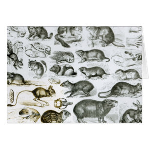 Rodentia-Rongeurs ou animaux de rongement