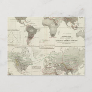 Rodentia, Ruminantia Postcard