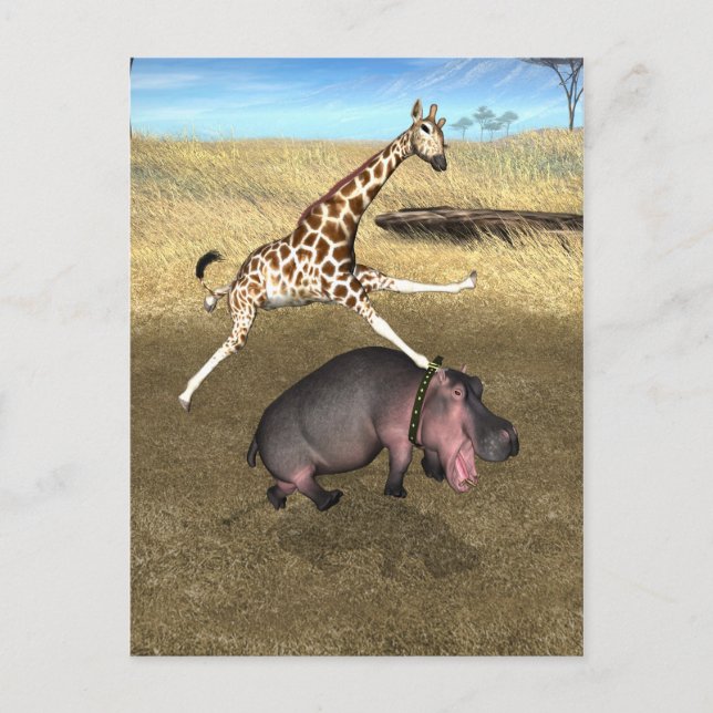 Rodeo Hippo Postcard (Front)