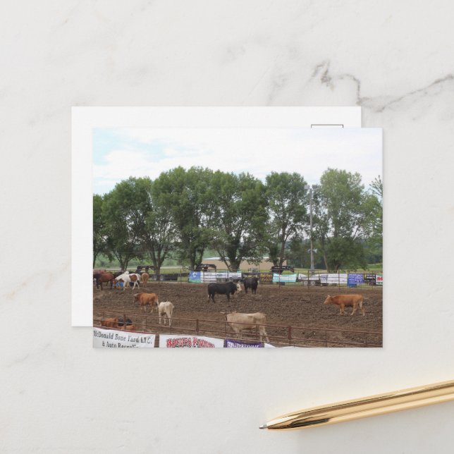 Rodeo Horses and Bulls Postcard (Front/Back In Situ)
