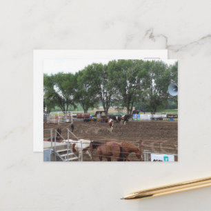 Rodeo Horses and Bulls Postcard