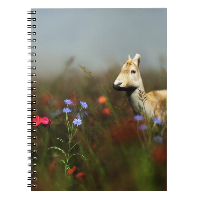 Roe dans un Carnet pré (Devant)