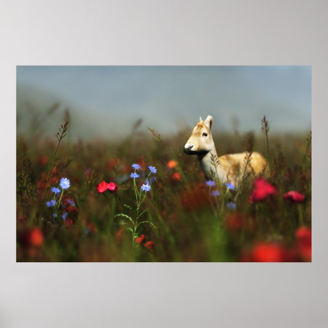 Roe dans une impression de prairie (Devant)