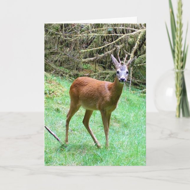 Roe Deer Buck Posing Card – Wildlife Roe Deer  (Front)