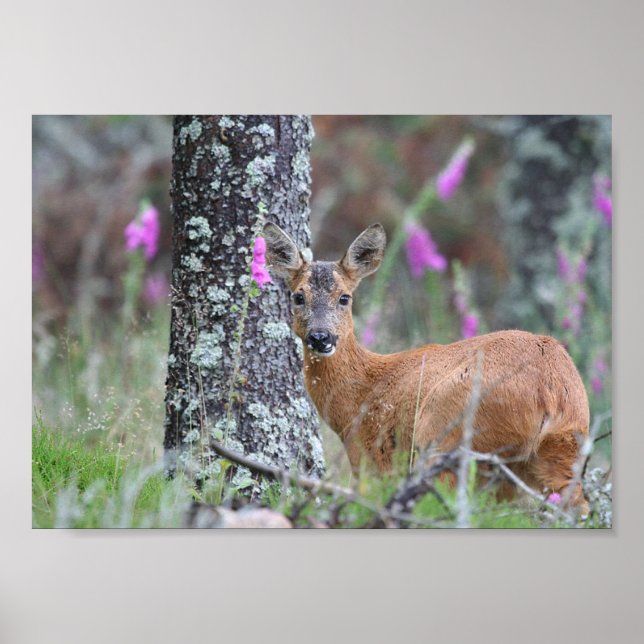 Roe Deer Poster (Front)