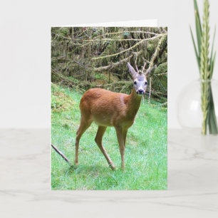 Roe Deer Stag Posing Card