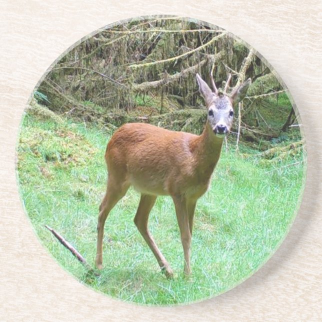 Roe Deer Stag Posing Coaster (Front)