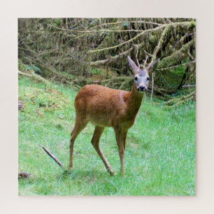 Roe Deer Stag Posing Jigsaw Puzzle