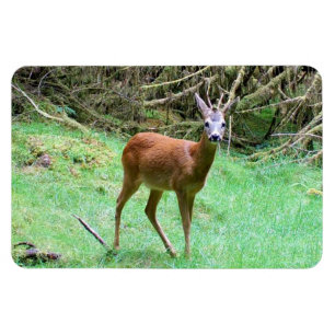 Roe Deer Stag Posing Magnet
