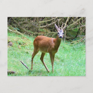 Roe Deer Stag Posing Postcard