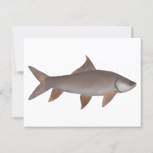 Roho Labeo Postcard