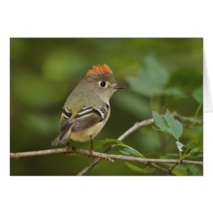 Roitelet à couronne rubis mâle, Regulus calendula