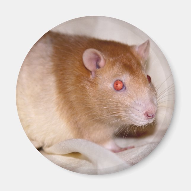 Rolando Magnet (Front)