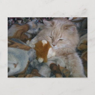Role Model Cat Postcard