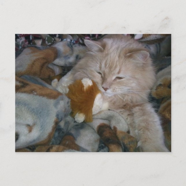 Role Model Cat Postcard (Front)