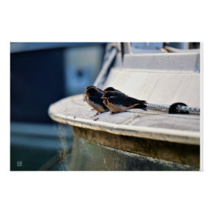 Rolled birds on a line in the port poster