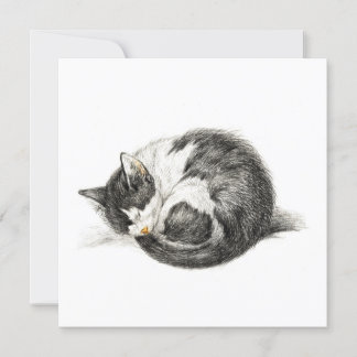 Rolled up lying sleeping cat (1825)